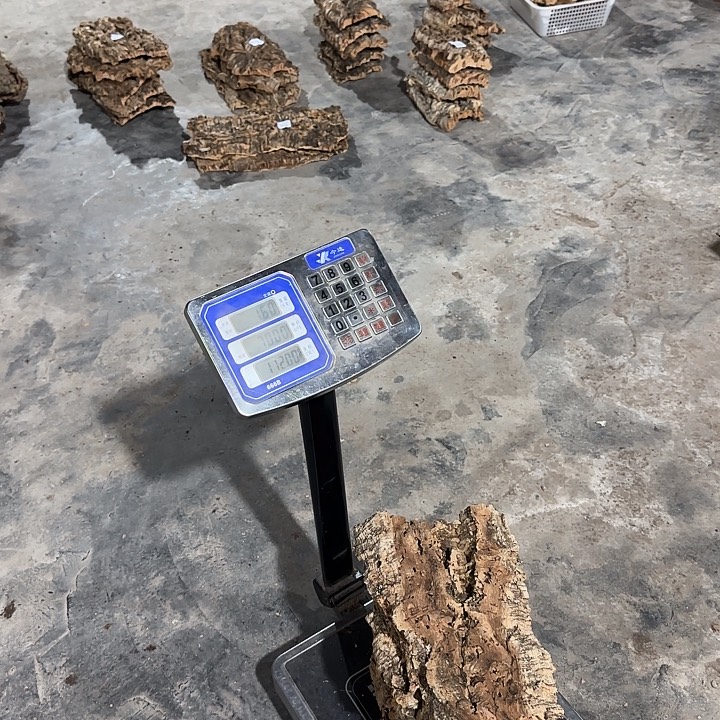 S***l无花朵一物一拍一物一发