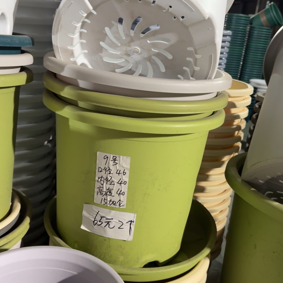 四季9#口径46无拖果绿3个