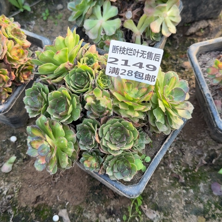 2149三号棚海王七彩
