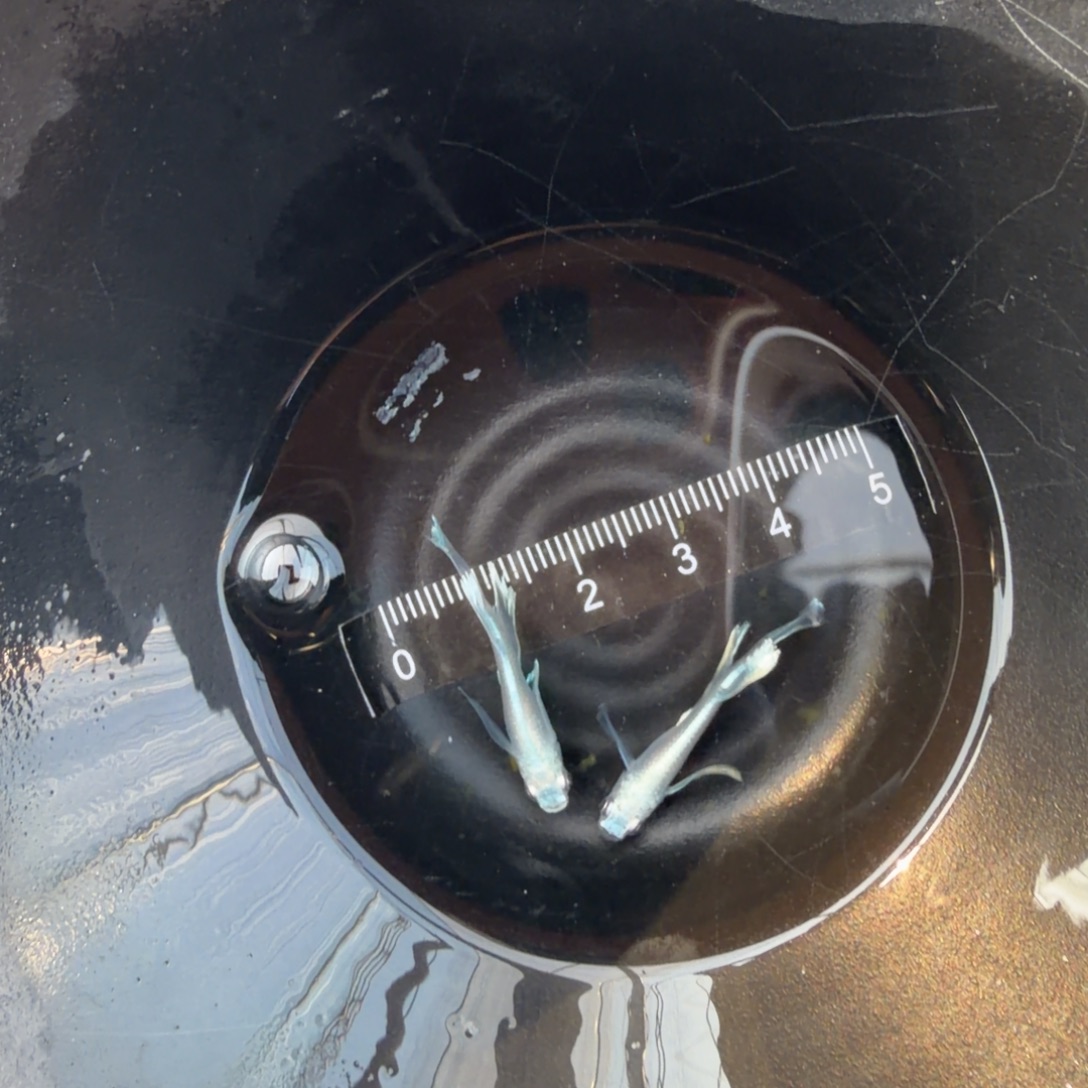 青鳉鱼观背青鳉52