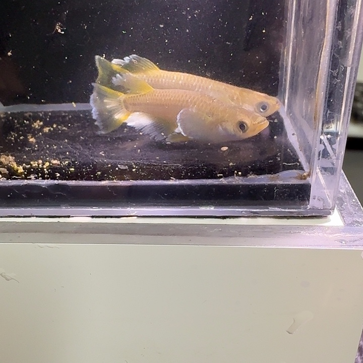 青鳉鱼一物一拍328