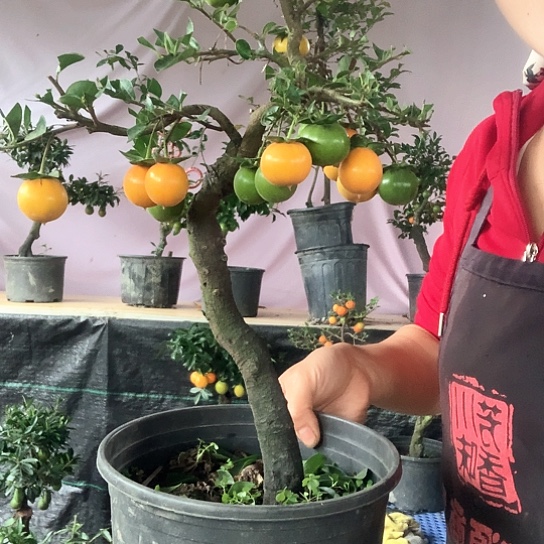 无花朵金弹子1号血红。 