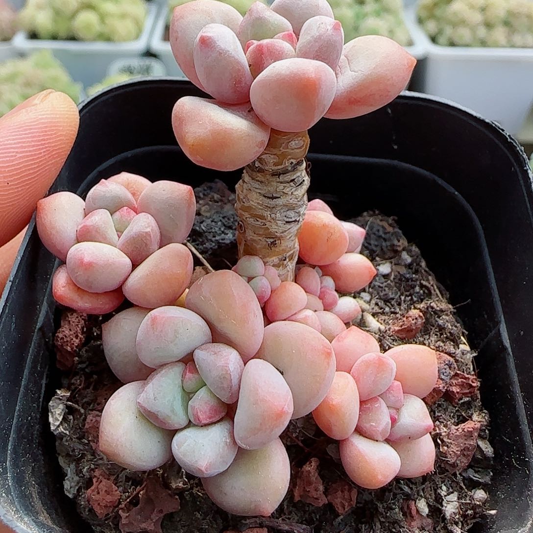 【闪购商品】0421-38桃妖