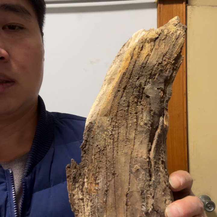 柏木（崖柏）2**7太行崖柏