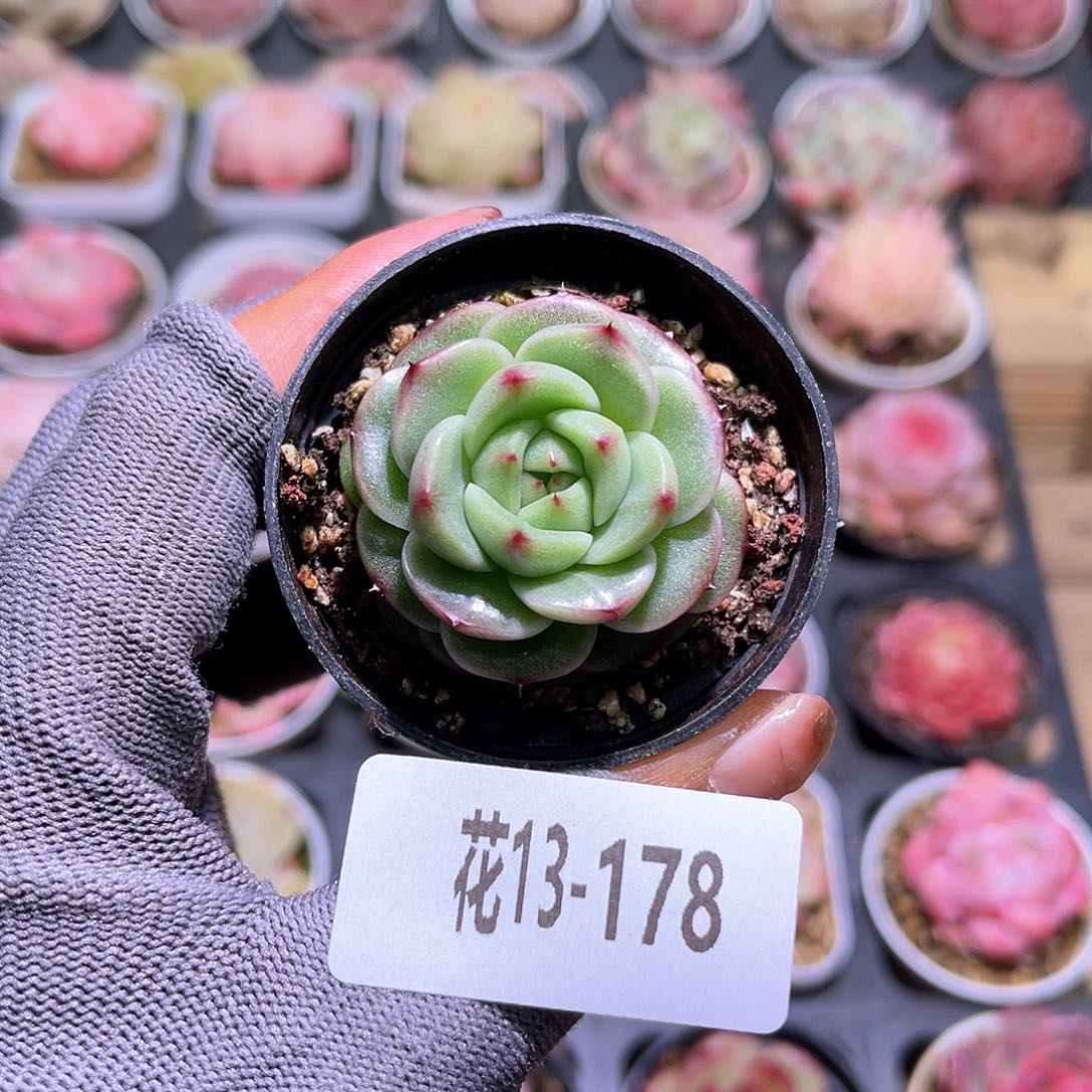 花13-178新品珍妮