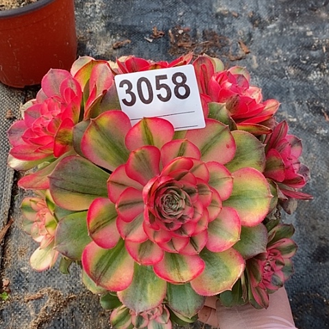 红陶3058荔枝冠16.7