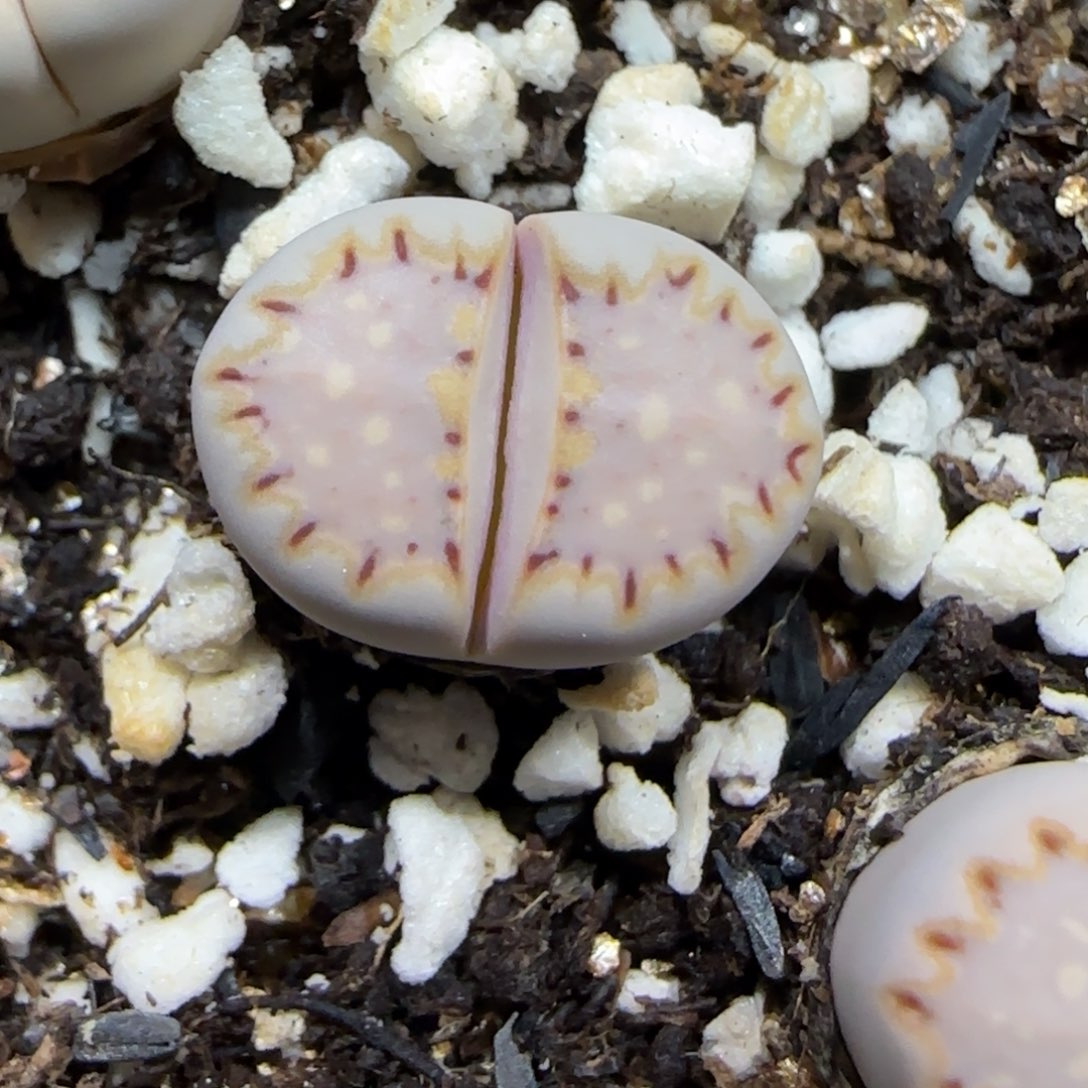 11.30.1621.015饼干.9076尺寸1.5cm