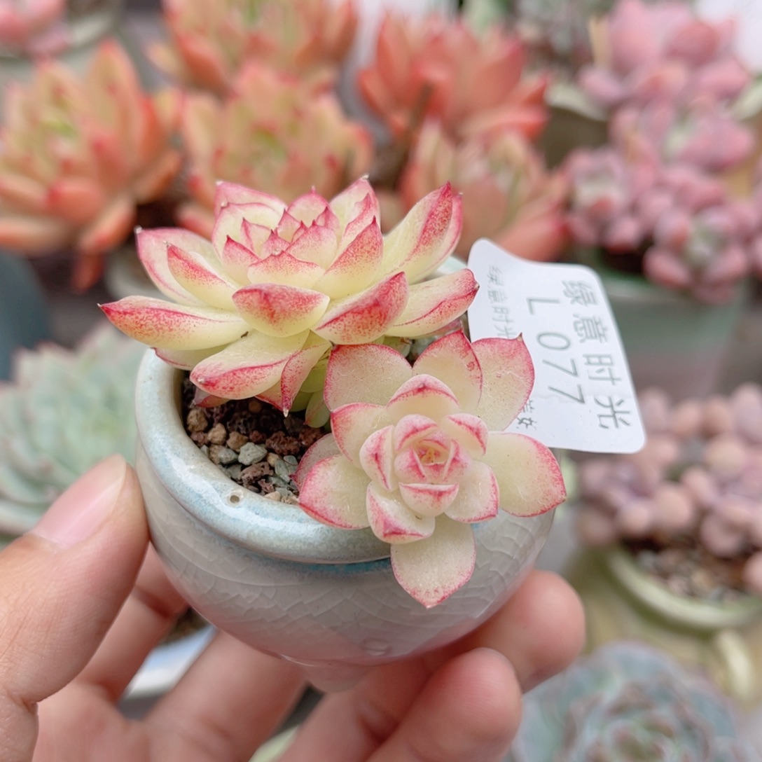 077 麦秆女王 带陶瓷盆发货 一物一拍