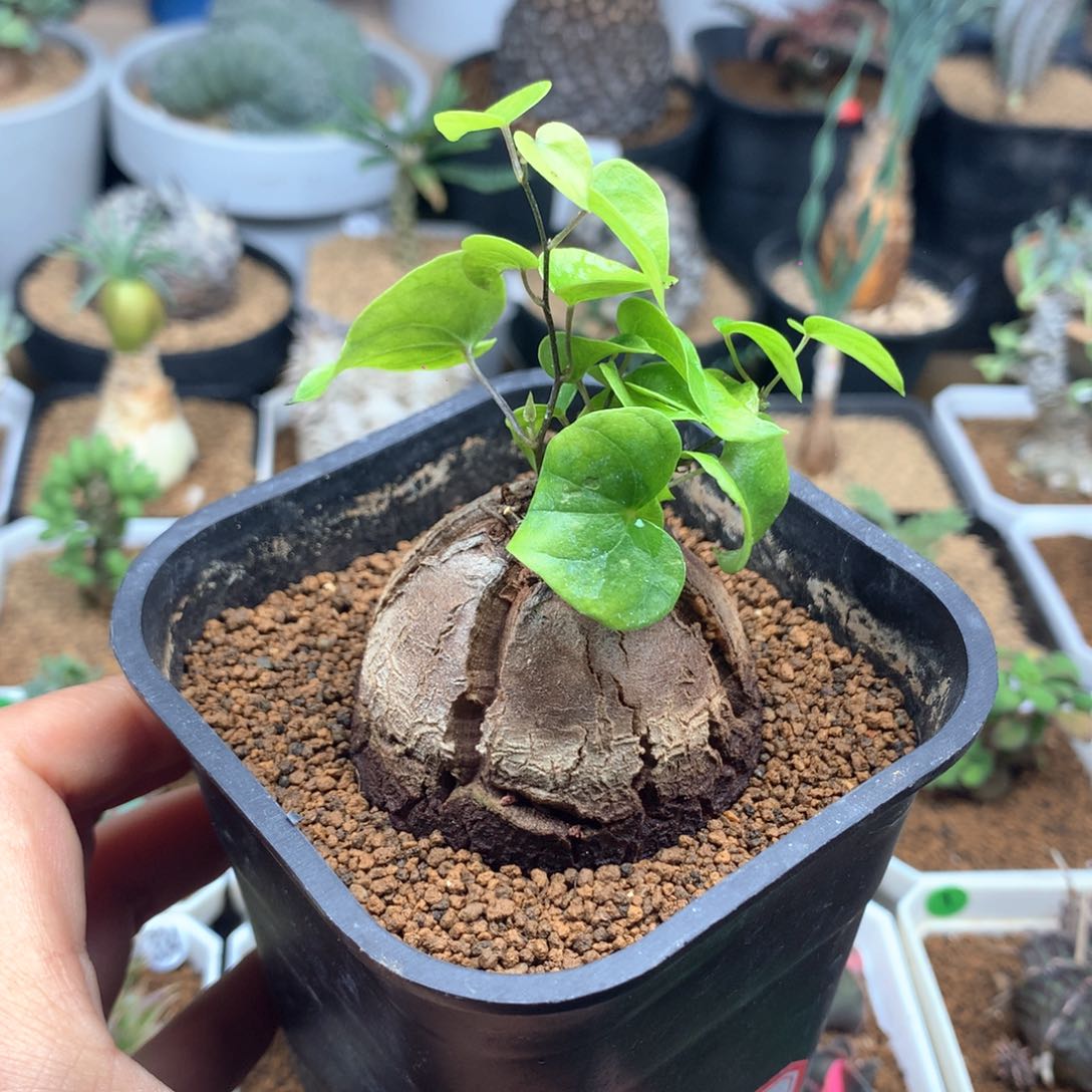 南非龟甲龙带盆5cm