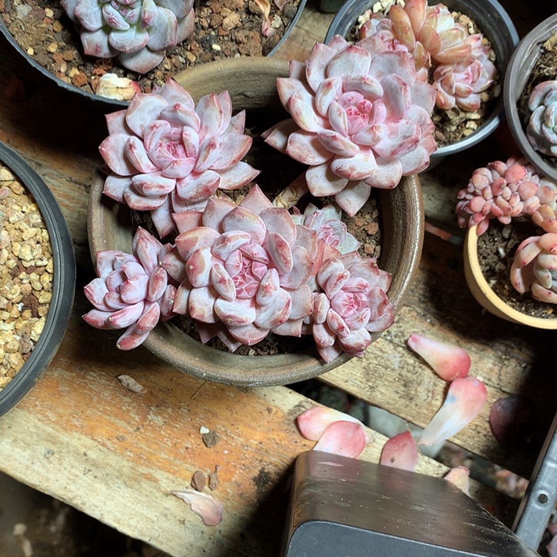 星影多肉植物哈哈12