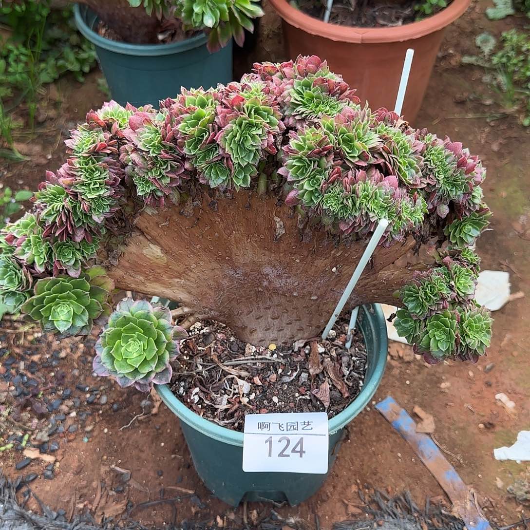 124多肉海王缀 微瑕