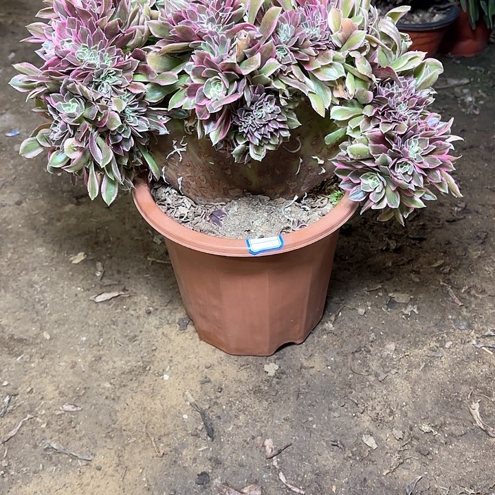 多肉植物女神缀30