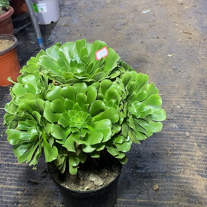 29，绿羊绒134678990000