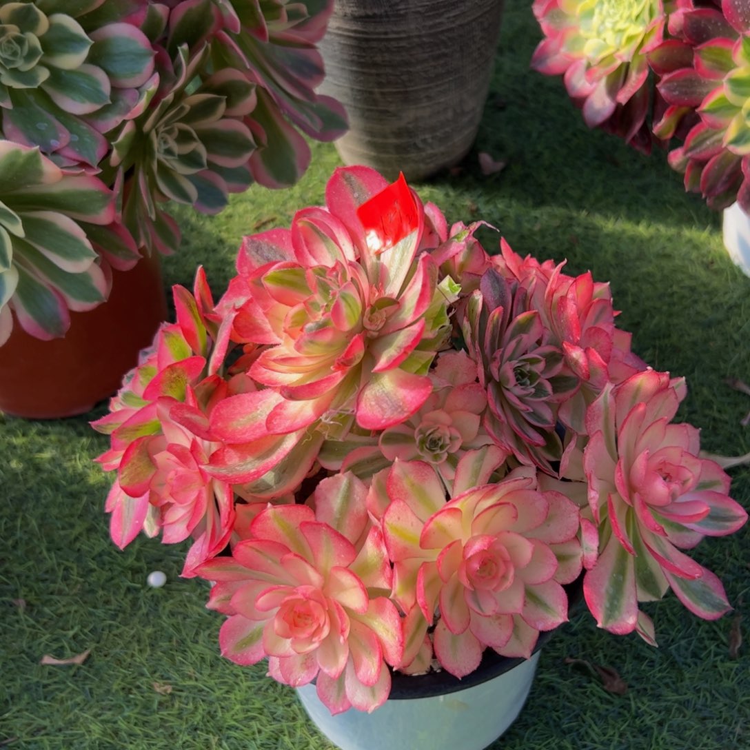 129炖肉植物发货倾城