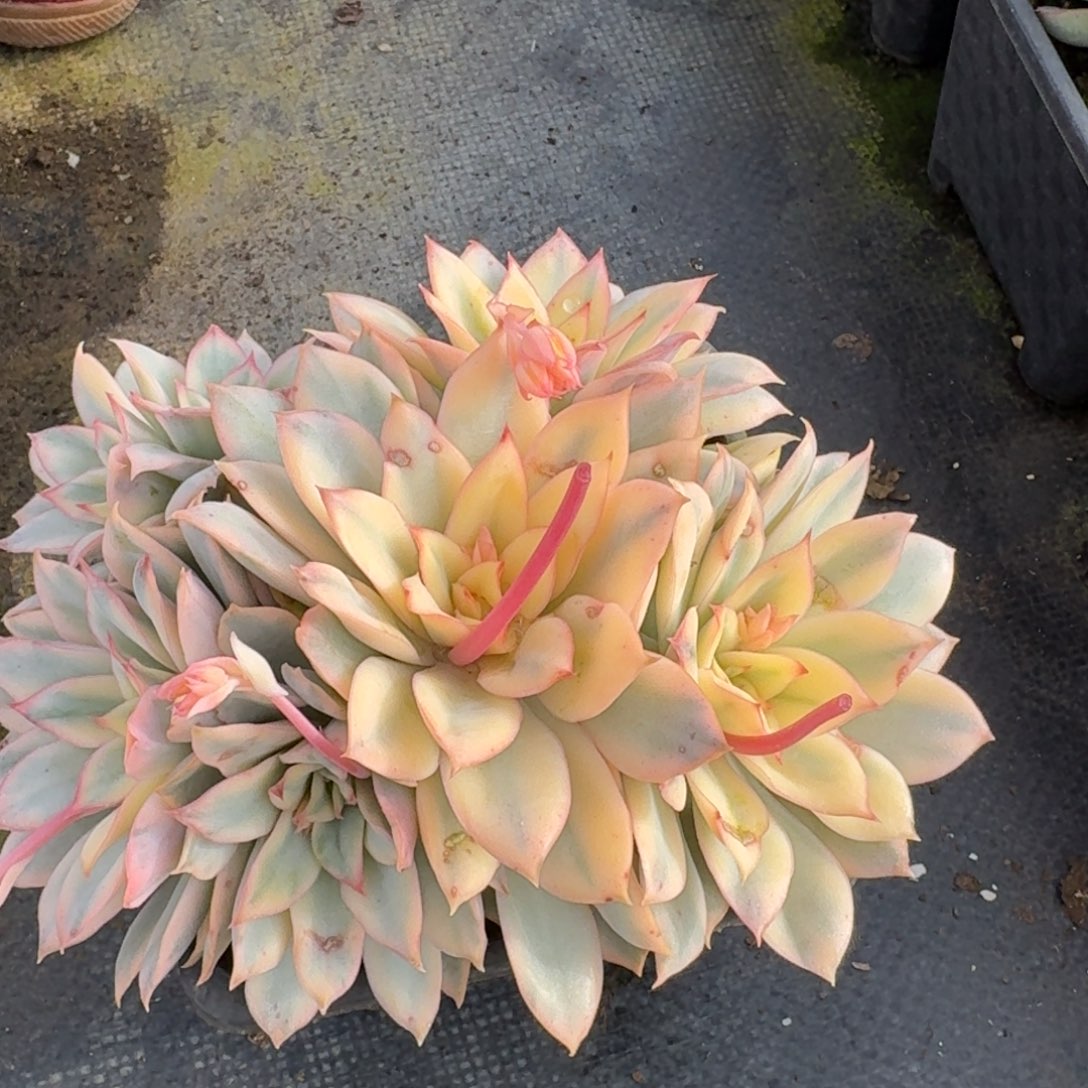 多肉杂交一物一拍24-226月光女神锦