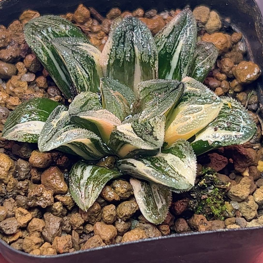 毛蟹锦十二母本卷多肉植物