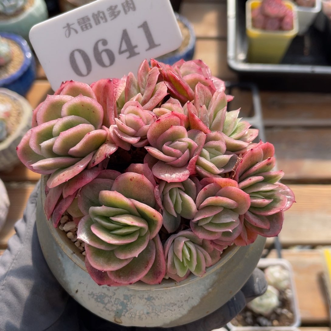 0641 冰玫瑰 10厘米 不带盆