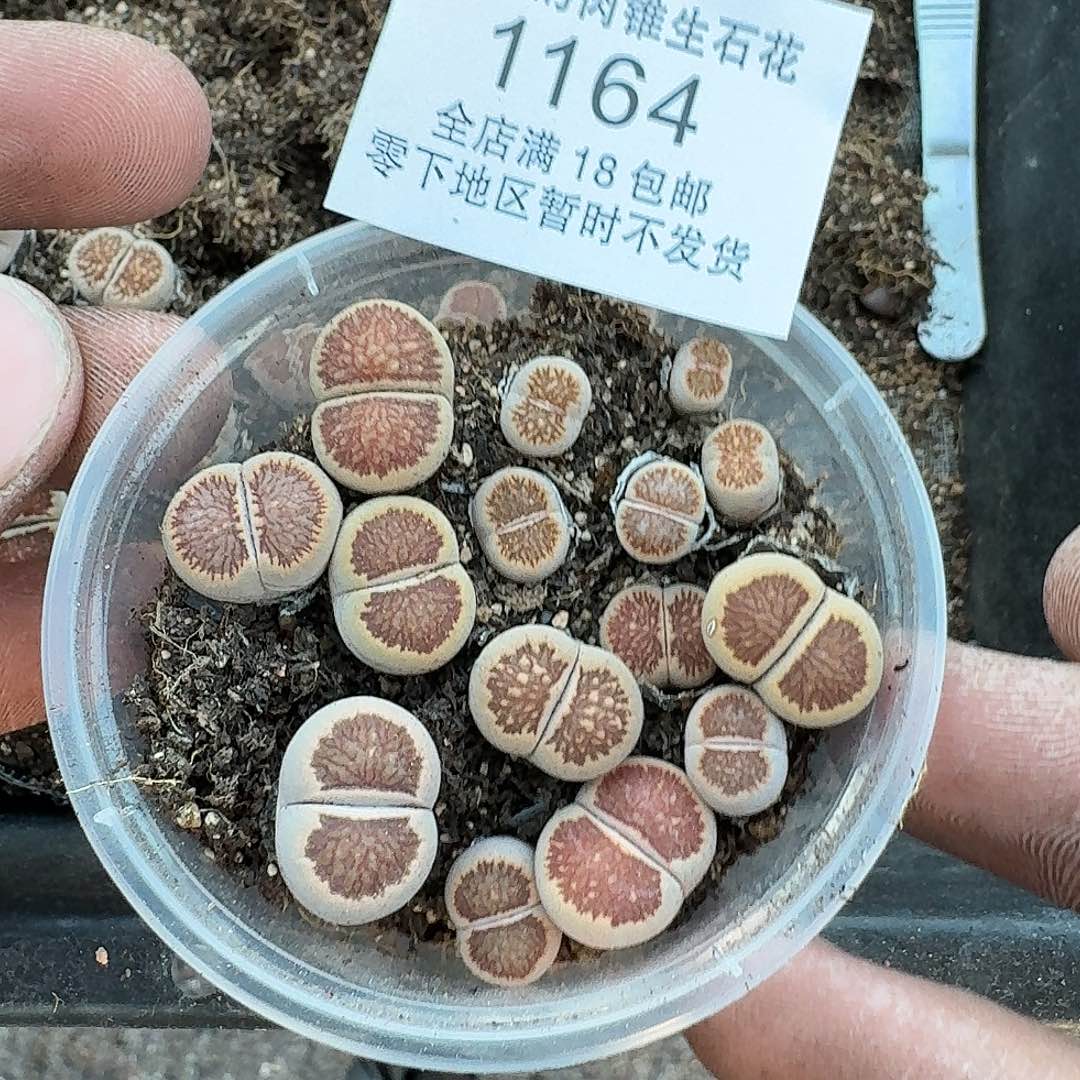 1164 哈哈哈哈哈哈哈