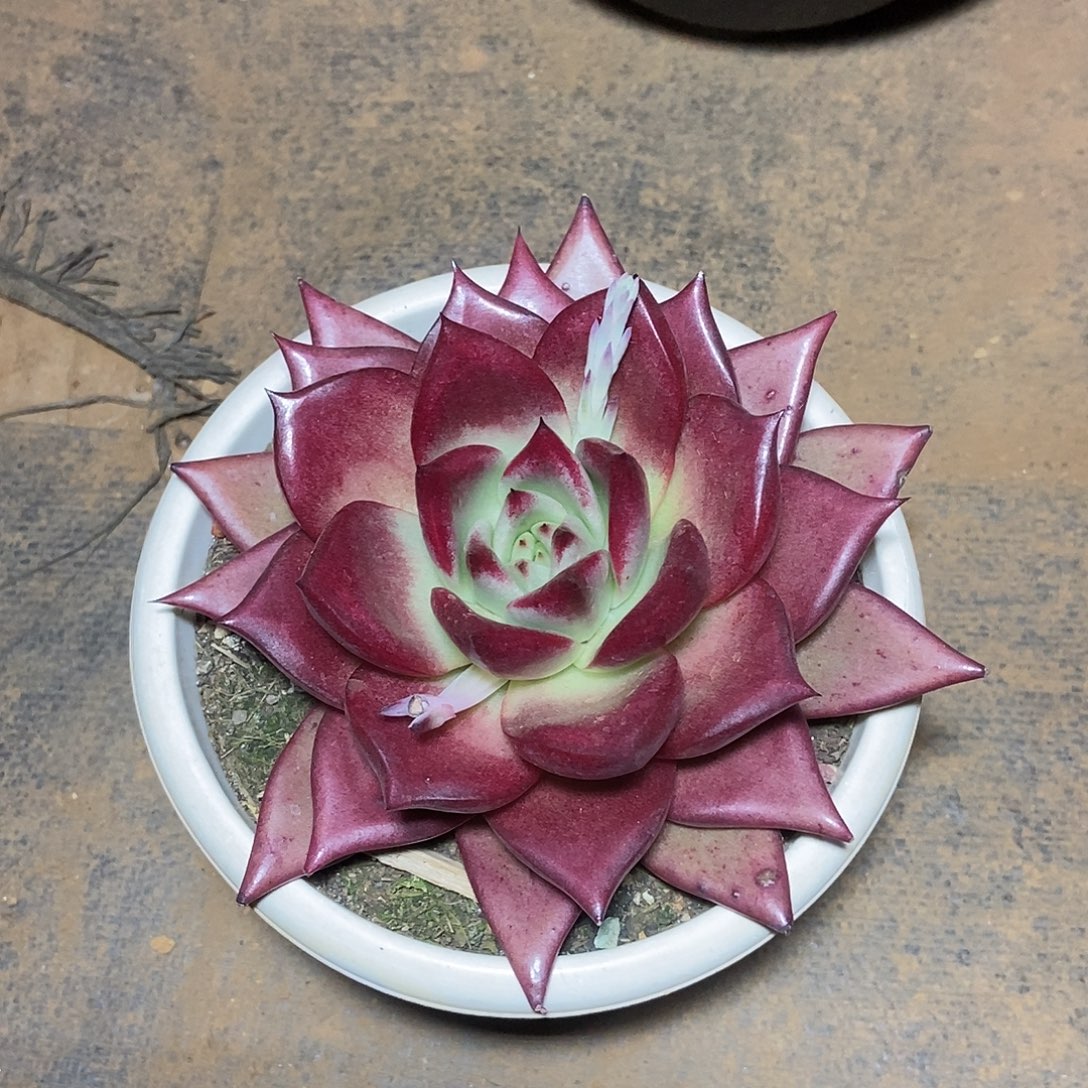 福利特价一起走单血罗