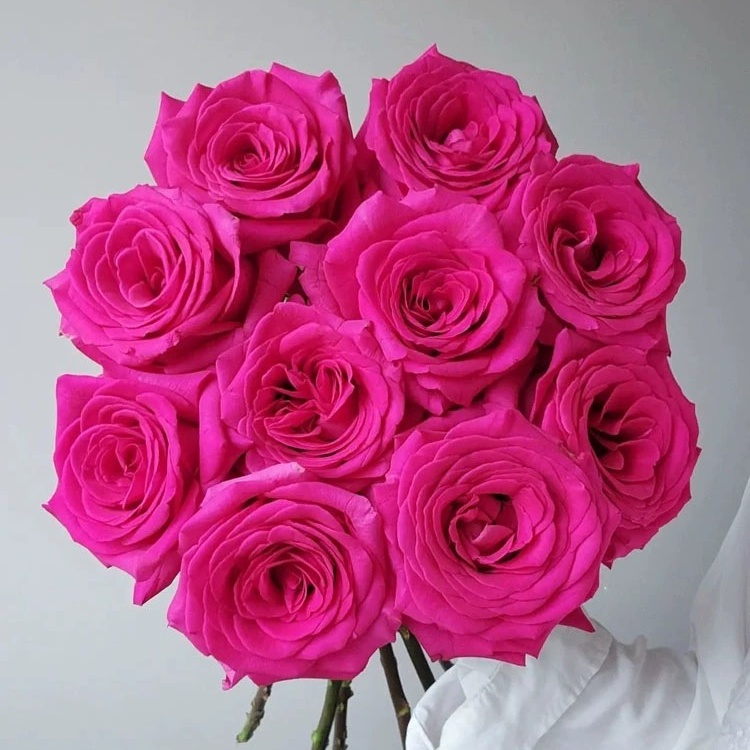 【佛洛依德玫瑰】鲜切花束高颜值水培鲜花小众花材云南基地直供