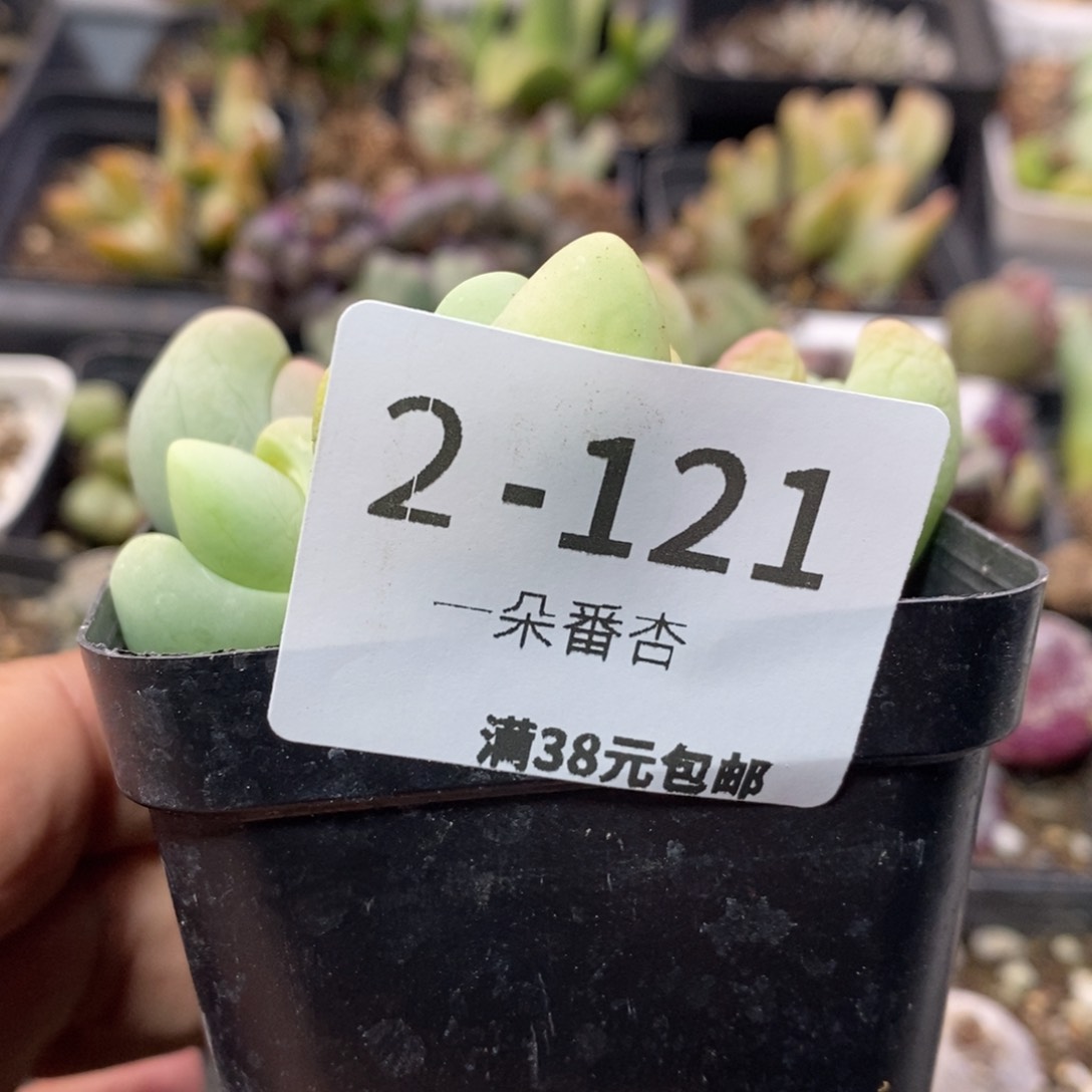 姜*4668655686665888