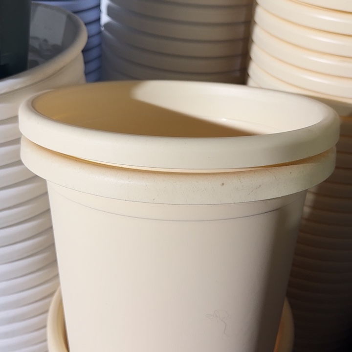 四季5号米黄带托10套 特价