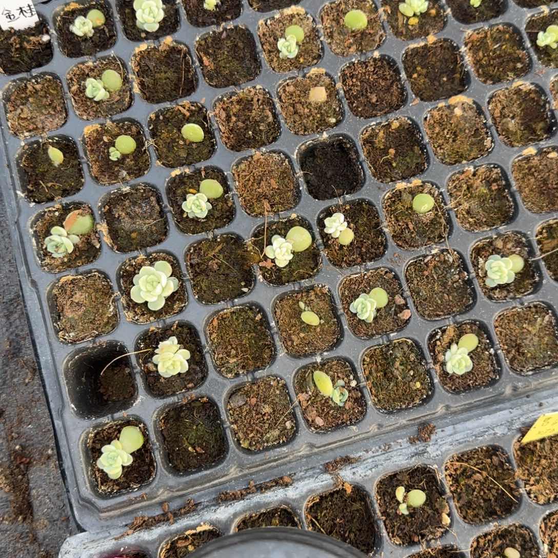 金桂穴一个满25包邮