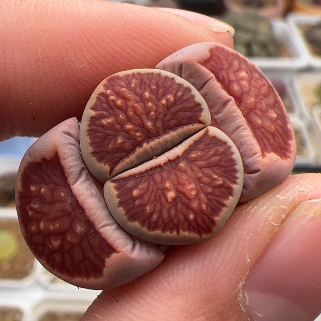 0445号菊 多肉植物