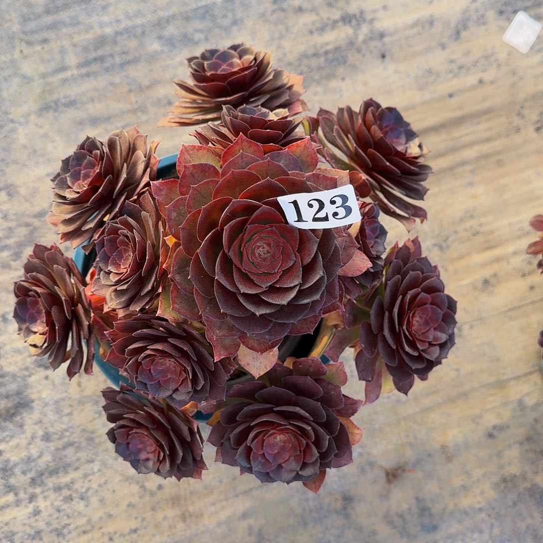 123红魔多肉植物