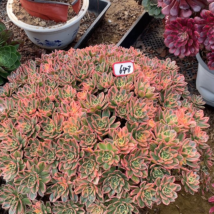 甜茶多肉植物648