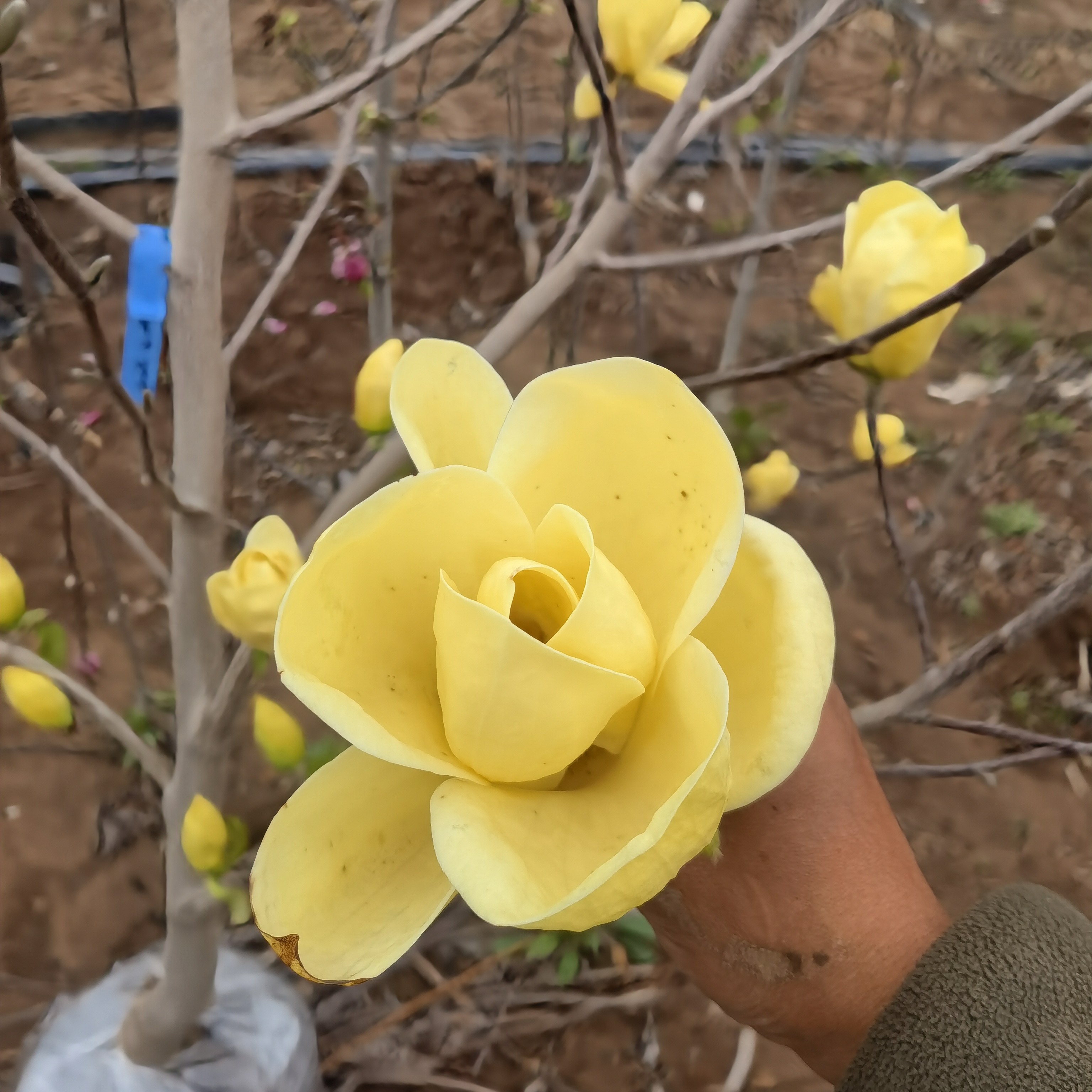 金翅雀玉兰花绿植花卉花卉盆栽春夏秋三季开花耐寒玉兰花容器玉兰