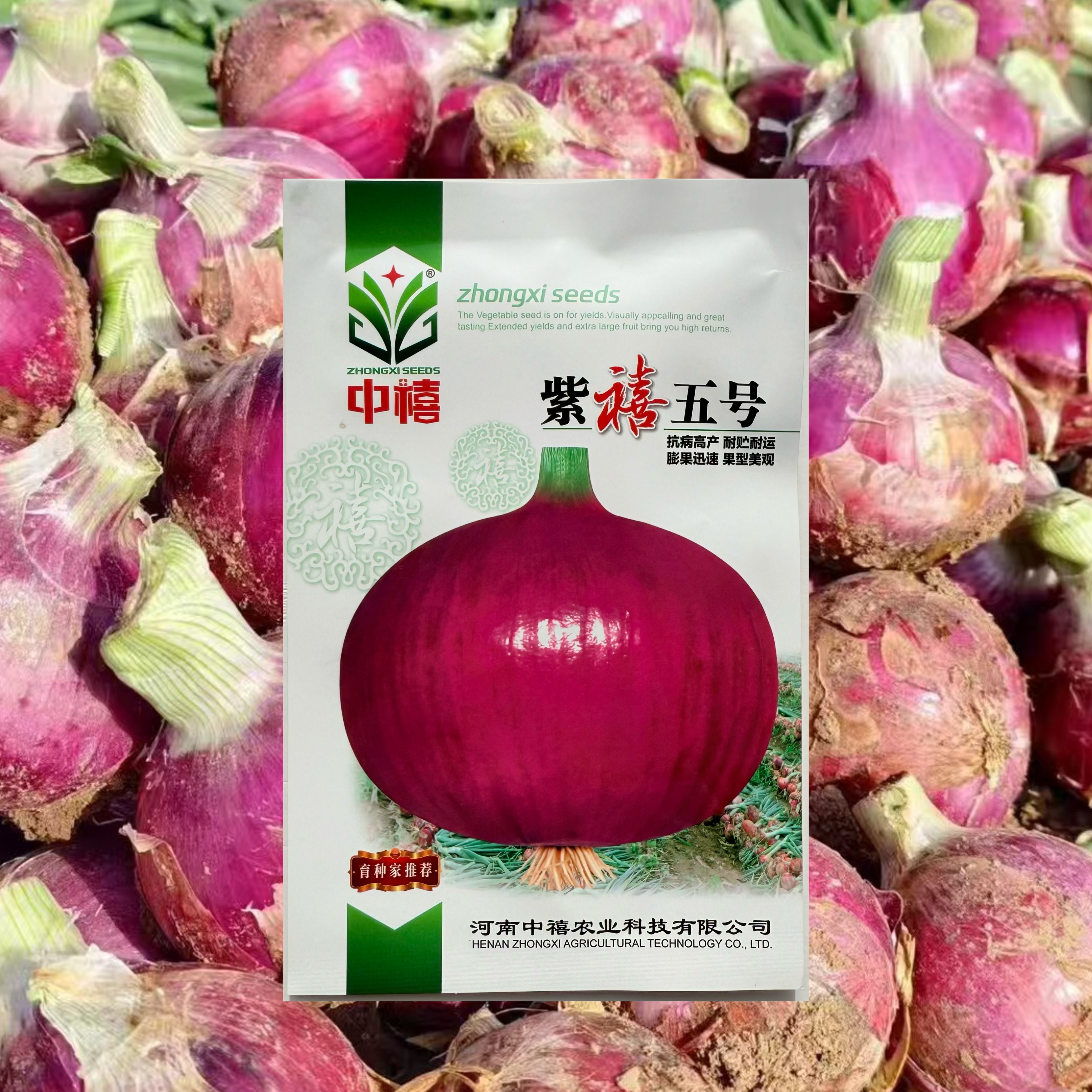 紫红皮洋葱种子紫禧五号洋葱种子鲜嫩多汁可生吃洋葱种子农家蔬菜