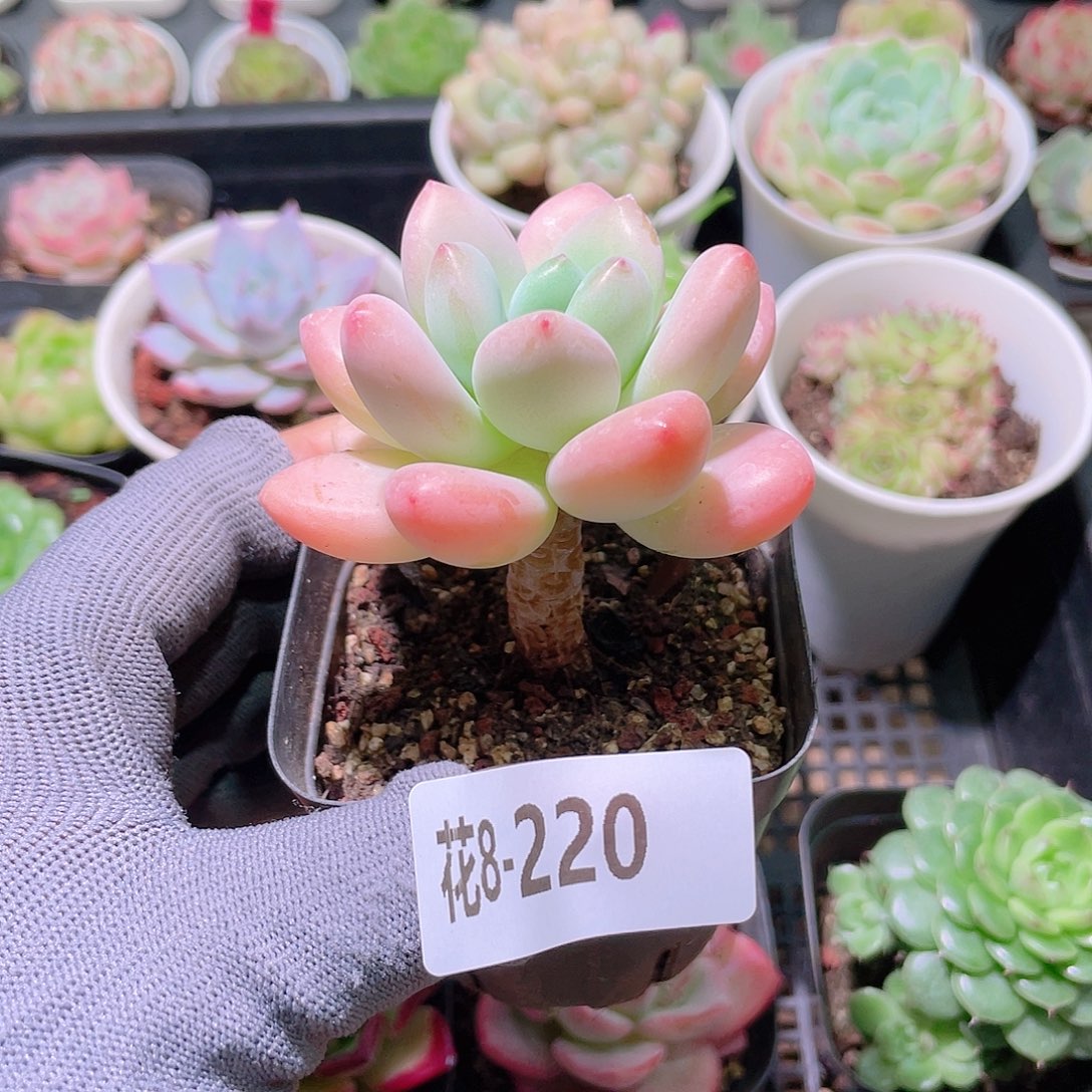 花利美08-220洛神