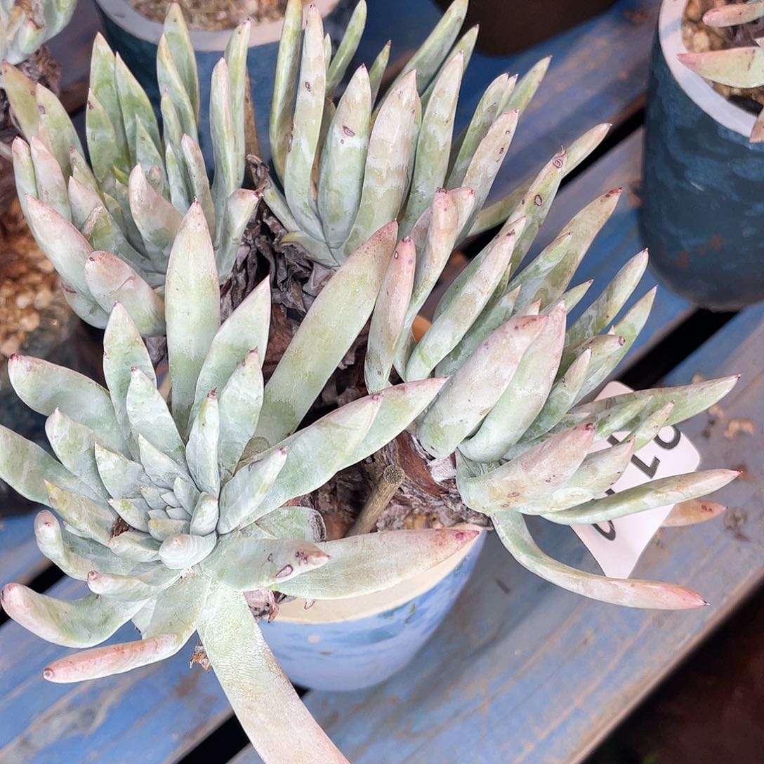 刘丹杂白菊多头老桩8110