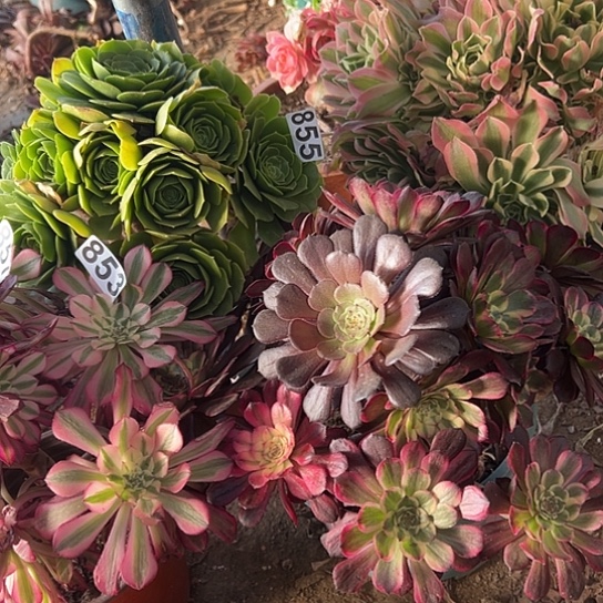 霞*)多肉植物麻将法师