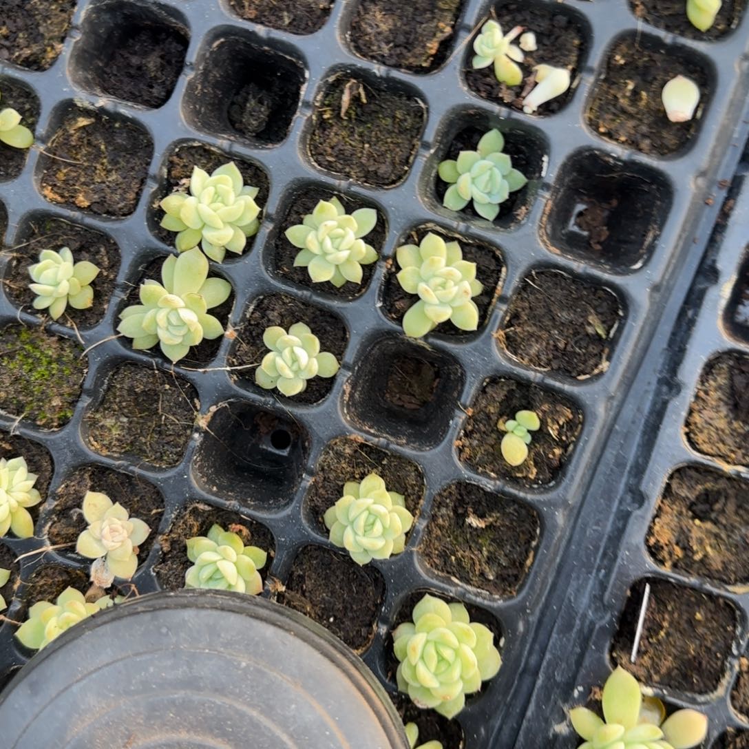 5个浮萍 穴个满25包邮