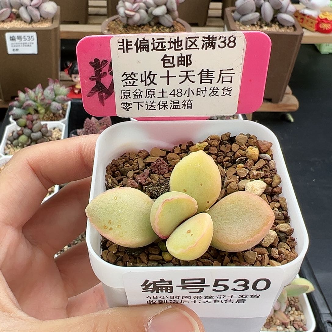 530瑶光多肉植物