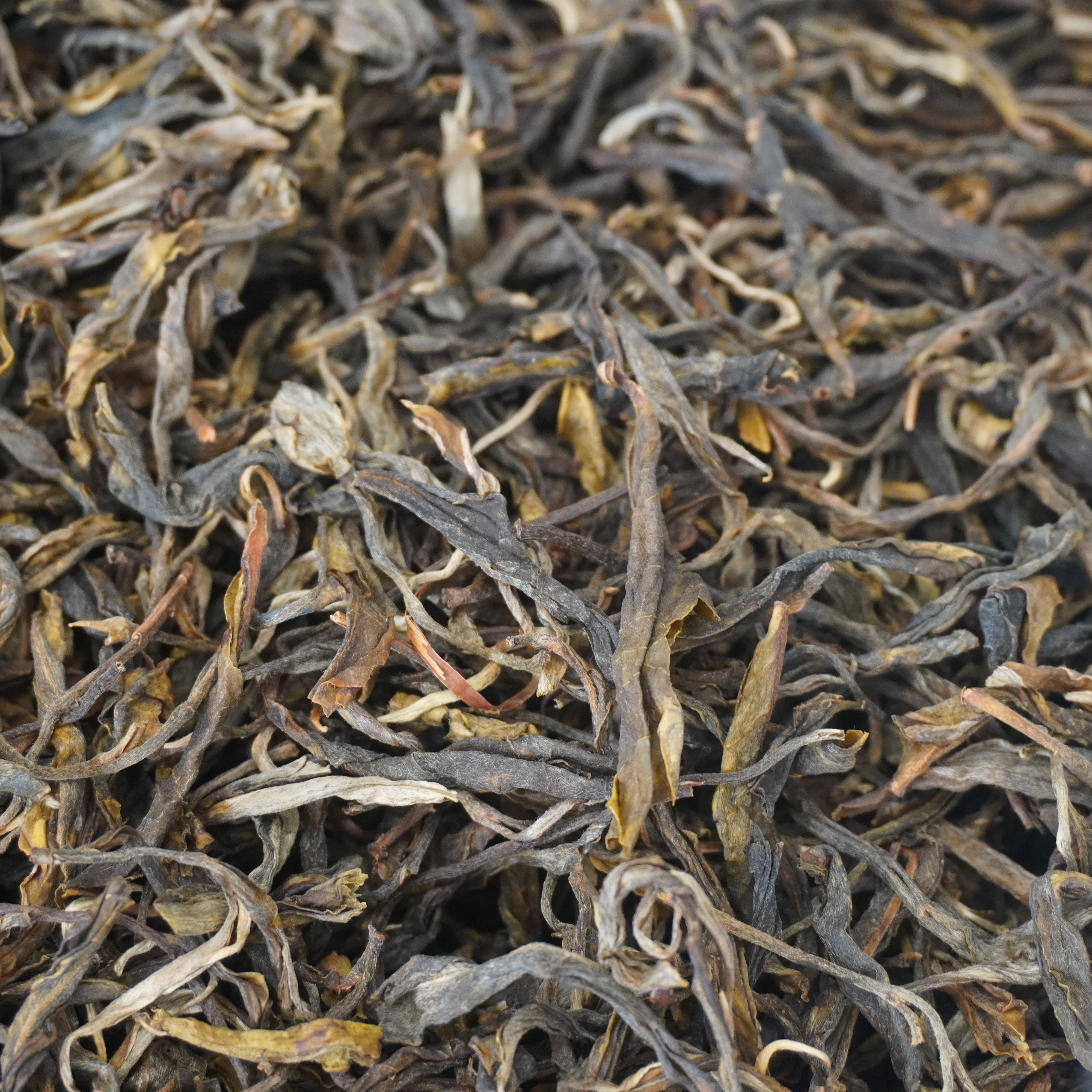 2025年 7号冰岛老寨单株 古树头春纯料 纯料  普洱生茶散茶