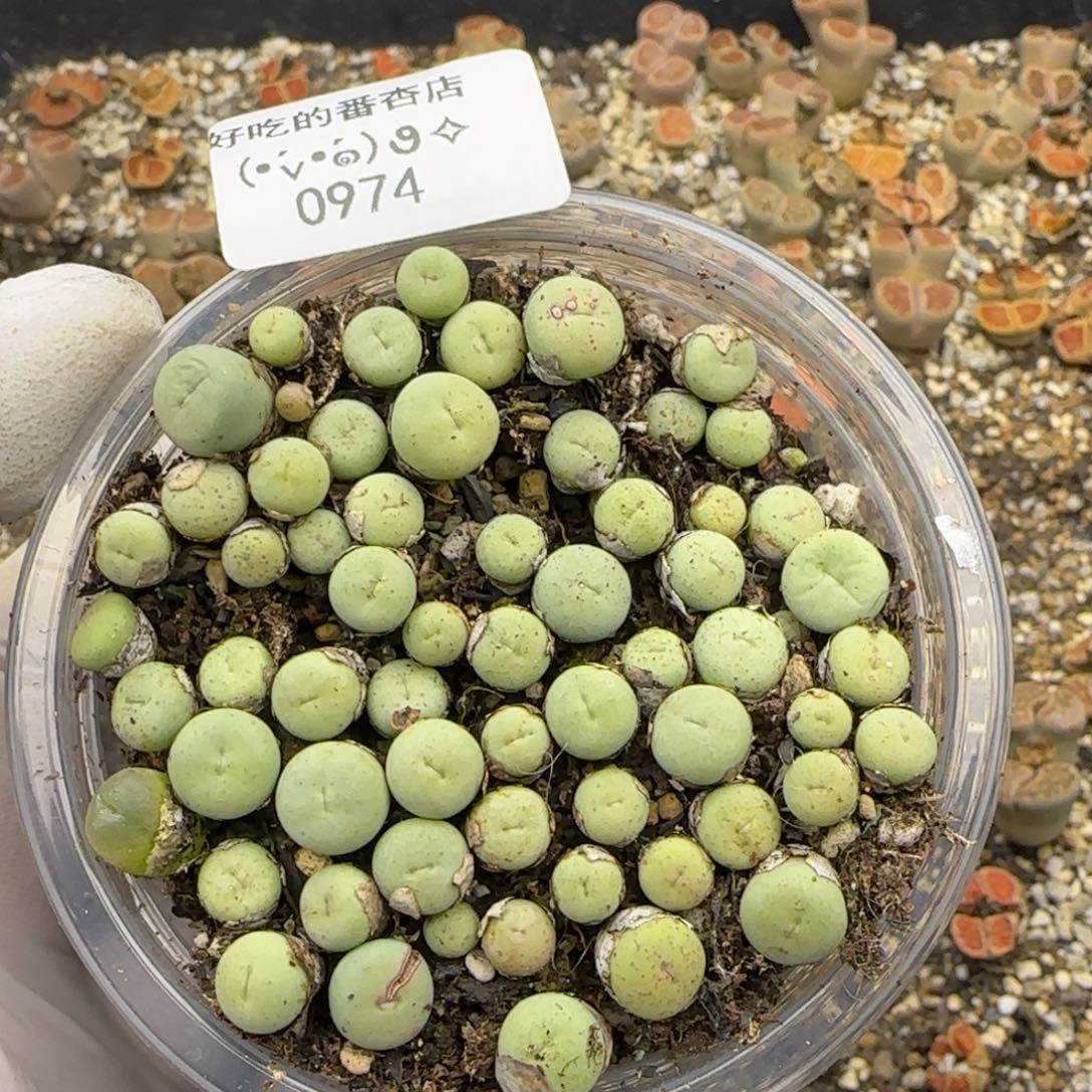 0974。默认脱土。18包邮。偏远88包邮