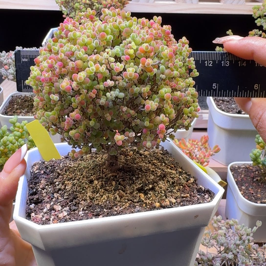 a361号蜜橘冠服10厘米左右