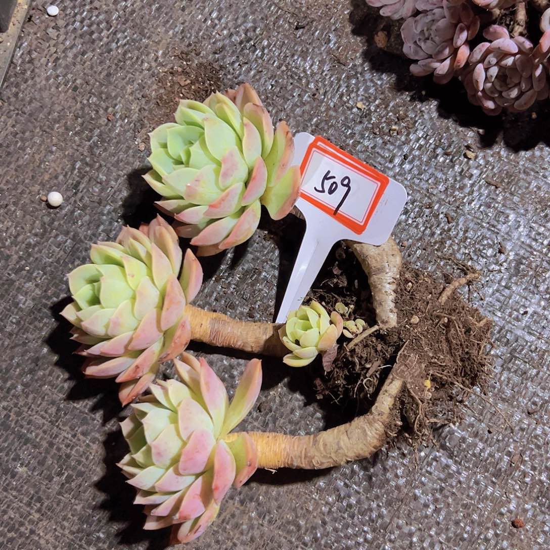 冰**莲509哈密瓜28元元元