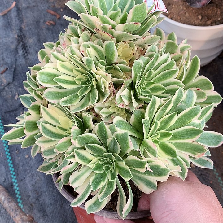 777艳凝多肉植物