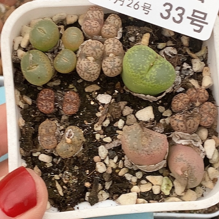 桃喜花园0126-33一盆肉