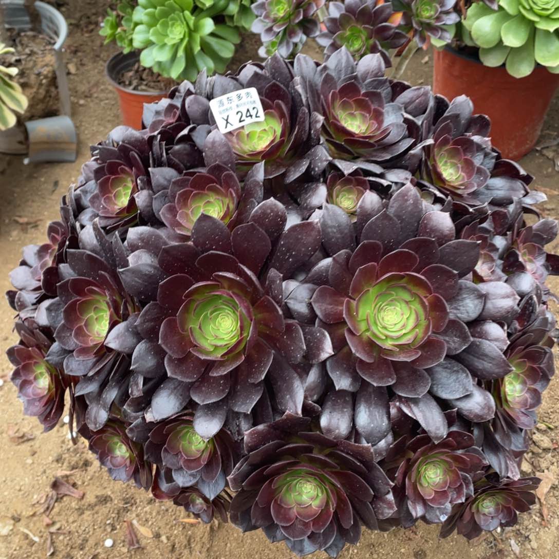 242黑美人多肉法师断枝不包