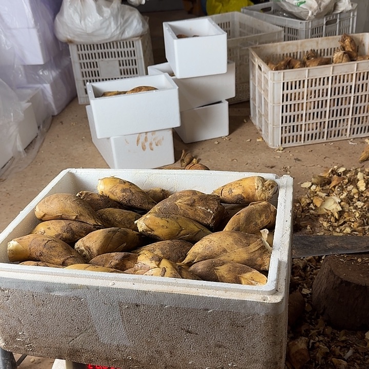 赣***黑中国大陆四川黄泥冬笋二到三两