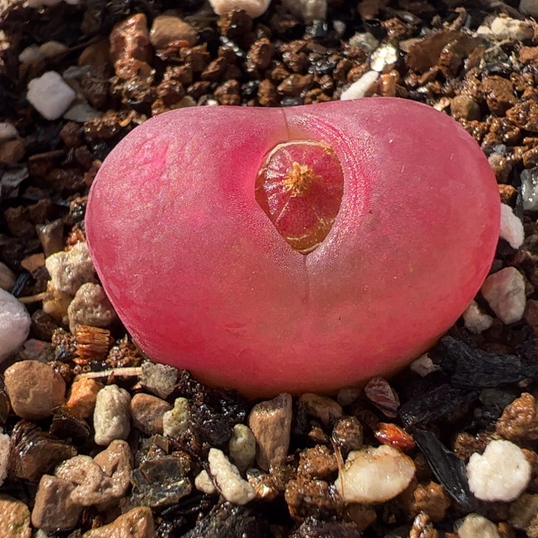 452多肉植物百科