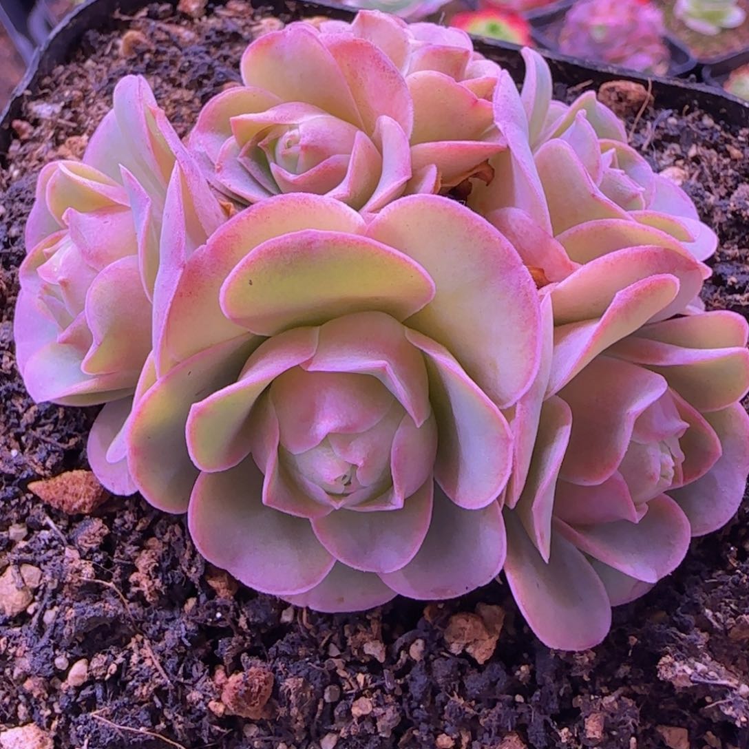 烟雨玫瑰十分杯922