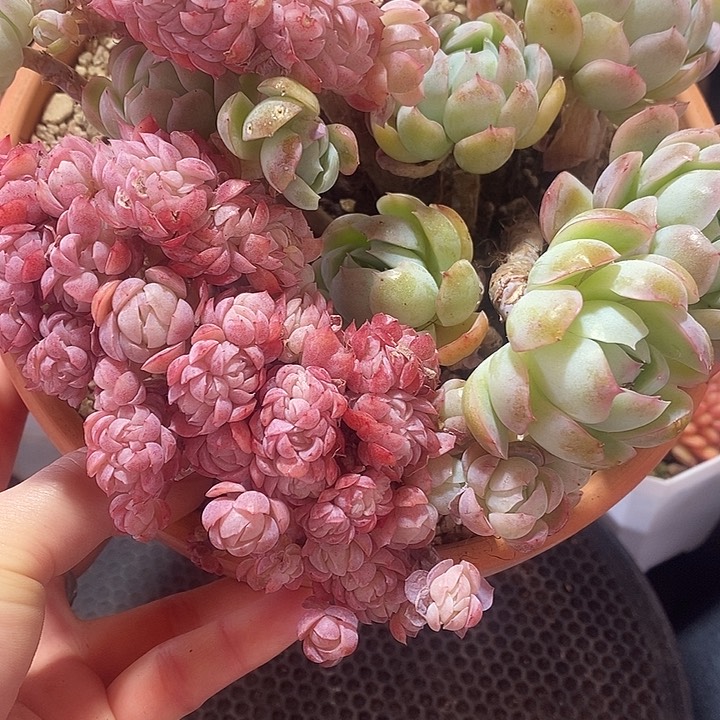 E*春节福利老桩缀化25