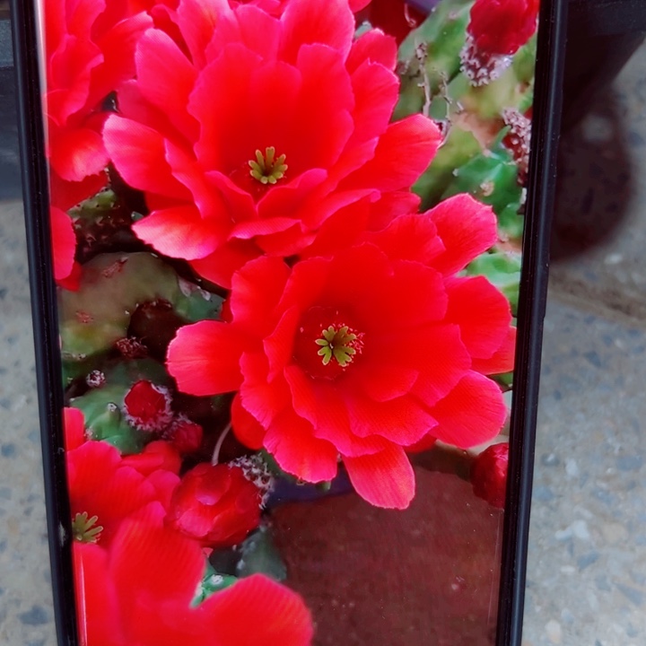 21桃太郎软歪无根侧芽3公分左右20包邮