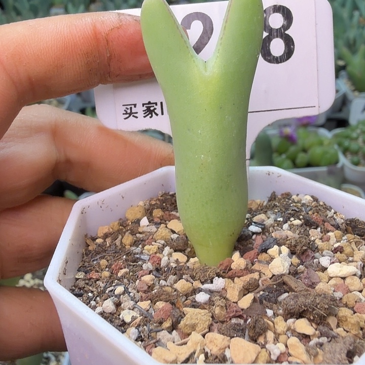 小***姐218。满38包邮肉锥